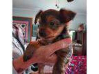 Yorkshire Terrier Puppy for sale in Springwater, NY, USA