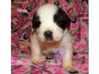 Saint Bernard Puppy for sale in Elkland, MO, USA