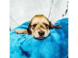 Dachshund Puppy for sale in Edgewater, FL, USA