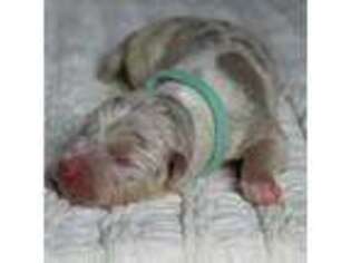 Mutt Puppy for sale in Memphis, TN, USA