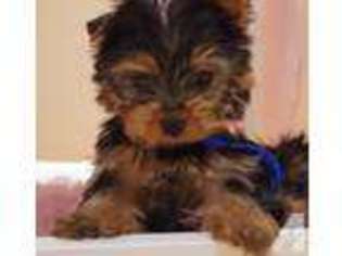 Yorkshire Terrier Puppy for sale in FOREST GROVE, OR, USA