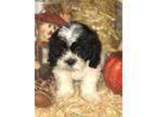Mal-Shi Puppy for sale in Mastic, NY, USA