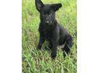 German Shepherd Dog Puppy for sale in Spring Hill, FL, USA