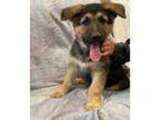 German Shepherd Dog Puppy for sale in Johnson, KS, USA