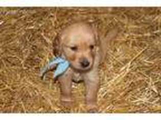 Golden Retriever Puppy for sale in Imlay City, MI, USA