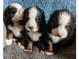 Bernese Mountain Dog Puppy for sale in Kingman, AZ, USA