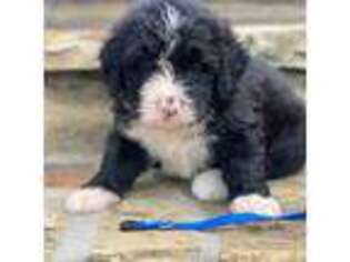 Mutt Puppy for sale in Carnesville, GA, USA
