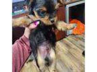 Yorkshire Terrier Puppy for sale in Toney, AL, USA