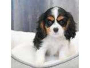Cavalier King Charles Spaniel Puppy for sale in Tampa, FL, USA
