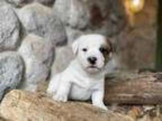 Jack Russell Terrier Puppy for sale in Harvard, IL, USA