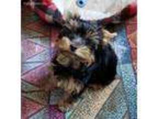 Yorkshire Terrier Puppy for sale in Sequim, WA, USA