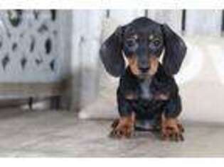Dachshund Puppy for sale in Howard, OH, USA