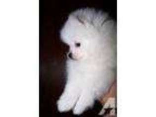 Pomeranian Puppy for sale in CRESCENT CITY, CA, USA