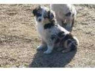 Australian Shepherd Puppy for sale in Williamstown, MO, USA
