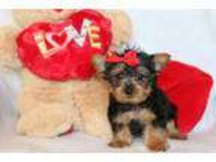 Yorkshire Terrier Puppy for sale in Liberal, MO, USA