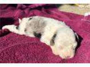 Bichon Frise Puppy for sale in Cincinnati, OH, USA