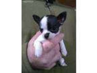 Chihuahua Puppy for sale in Rockford, IL, USA