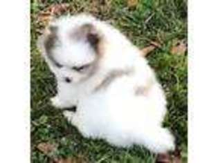 Pomeranian Puppy for sale in New Caney, TX, USA