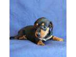 Dachshund Puppy for sale in Burlington, CO, USA