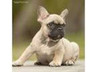 French Bulldog Puppy for sale in Fort Pierce, FL, USA