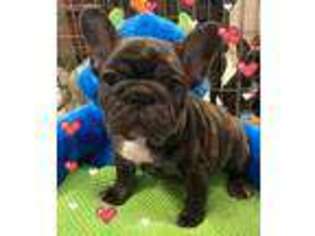 French Bulldog Puppy for sale in Penrose, CO, USA