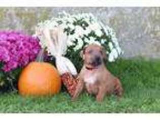 Rhodesian Ridgeback Puppy for sale in Quarryville, PA, USA
