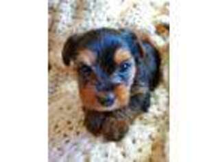 Yorkshire Terrier Puppy for sale in Goshen, IN, USA