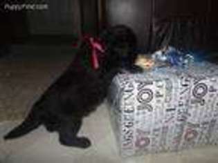 Saint Berdoodle Puppy for sale in Shipshewana, IN, USA