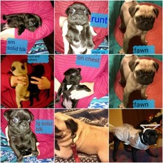 Pug Puppy for sale in Dayton, OH, USA