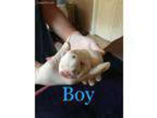 Bulldog Puppy for sale in Blanchard, OK, USA