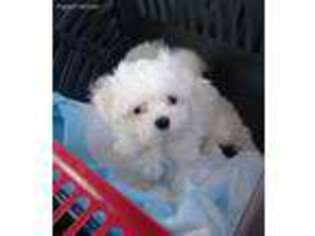 Maltese Puppy for sale in Victorville, CA, USA