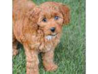 Cavapoo Puppy for sale in Appomattox, VA, USA