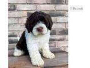 Portuguese Water Dog Puppy for sale in Canton, OH, USA