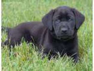 Labrador Retriever Puppy for sale in Fairfax, VA, USA