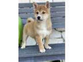 Shiba Inu Puppy for sale in San Diego, CA, USA