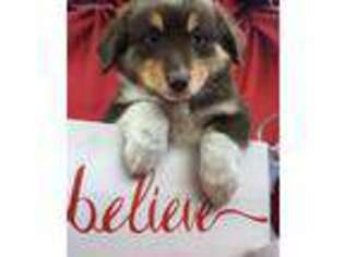 Australian Shepherd Puppy for sale in Sanford, FL, USA
