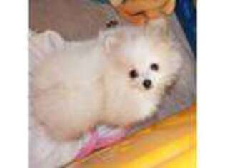 Pomeranian Puppy for sale in Danielsville, GA, USA