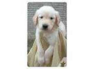 Golden Retriever Puppy for sale in SUGAR LAND, TX, USA