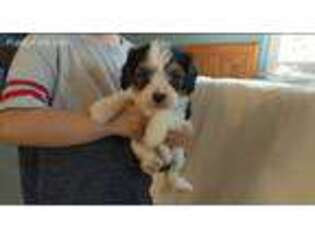 Cavalier King Charles Spaniel Puppy for sale in Bristol, IN, USA
