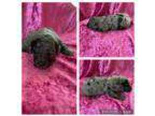 Goldendoodle Puppy for sale in Baxter Springs, KS, USA