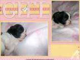 Shorkie Tzu Puppy for sale in DECATUR, AL, USA