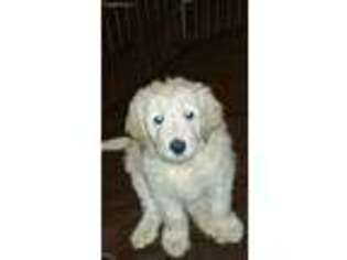 Goldendoodle Puppy for sale in Paradise, CA, USA