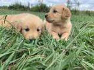 Golden Retriever Puppy for sale in Chinquapin, NC, USA