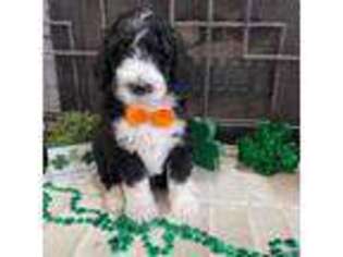 Mutt Puppy for sale in Smyrna, TN, USA