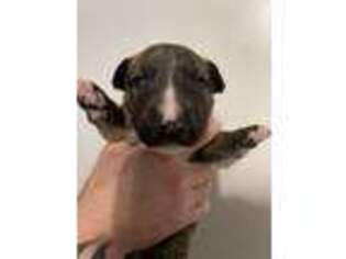 Bull Terrier Puppy for sale in Tyler, TX, USA