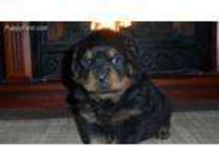 Rottweiler Puppy for sale in Quinlan, TX, USA
