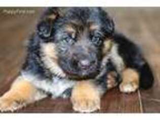 German Shepherd Dog Puppy for sale in Mount Vernon, OH, USA