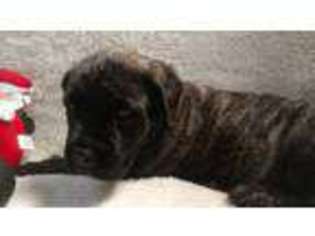 Mastiff Puppy for sale in Warren, TX, USA