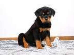 Rottweiler Puppy for sale in Fresno, OH, USA