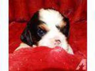 Cavalier King Charles Spaniel Puppy for sale in COSTA MESA, CA, USA